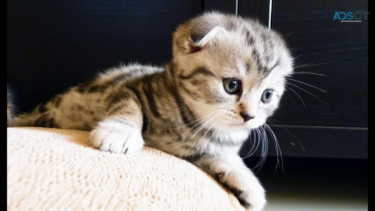 Gorgeous Scottish Fold Kitten Available 