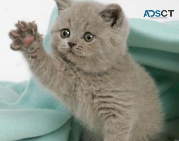 Gorgeous Scottish Fold Kitten Available 