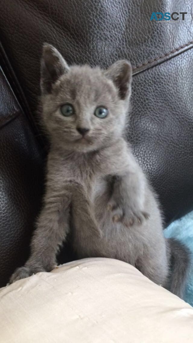 Gorgeous Scottish Fold Kitten Available 