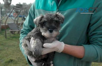 Miniature Schnauzer Puppies For Sale