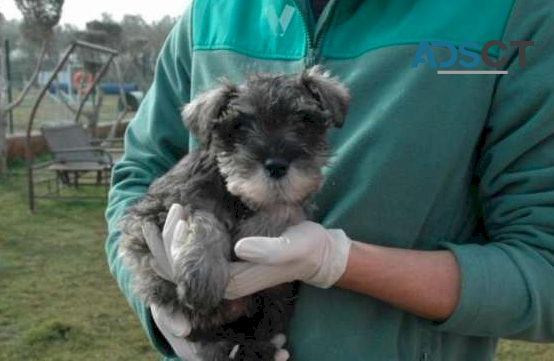 Miniature Schnauzer Puppies For Sale