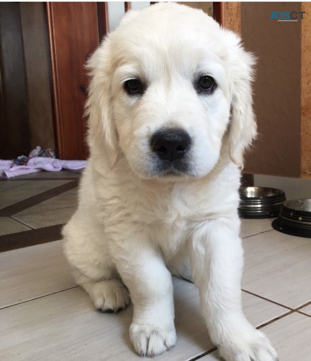 2 cute Golden retriever Pups