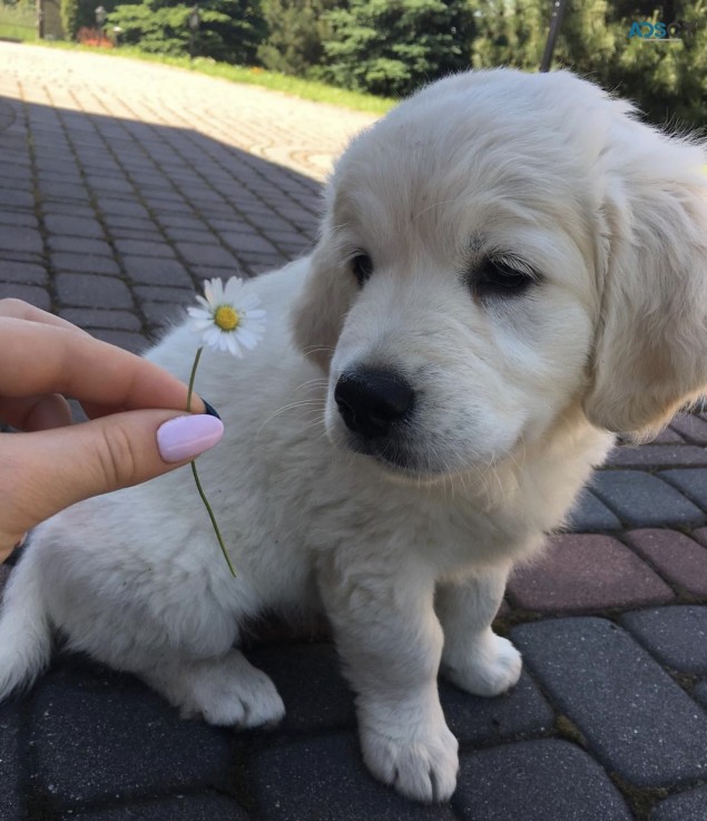 2 cute Golden retriever Pups