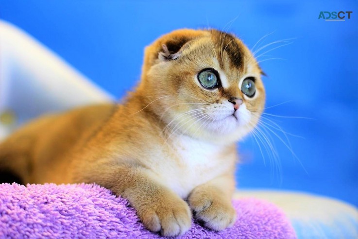 Gorgeous Scottish Fold Kitten Available 