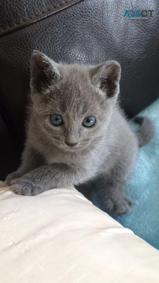 Gorgeous Scottish Fold Kitten Available 