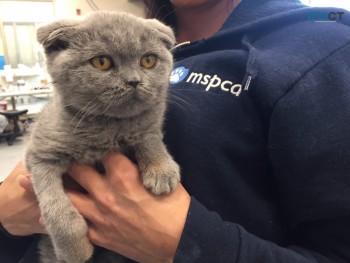 Gorgeous Scottish Fold Kitten Available 