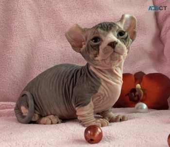 Gorgeous Sphynx Kittens READY TO GO