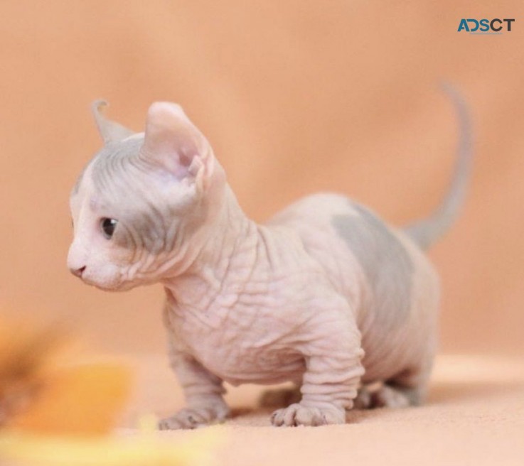 Gorgeous Sphynx Kittens READY TO GO