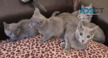 Russian Blue kittens For sale