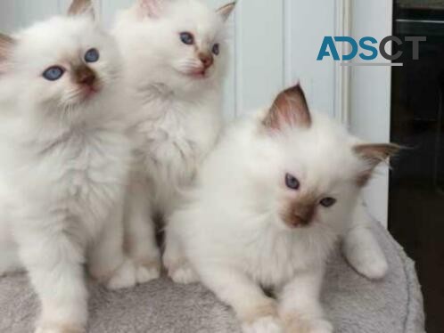 Ragdoll kittens