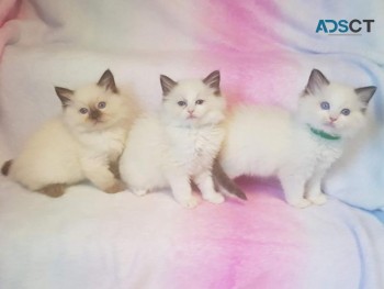 Ragdoll kittens For sale