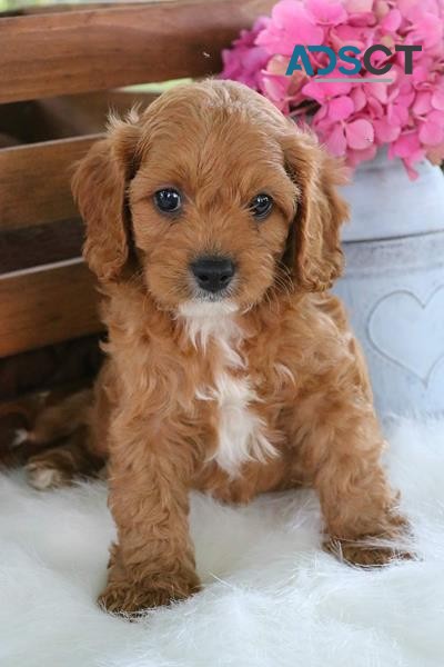 Gorgeous Cavapoo Puppies Available for s