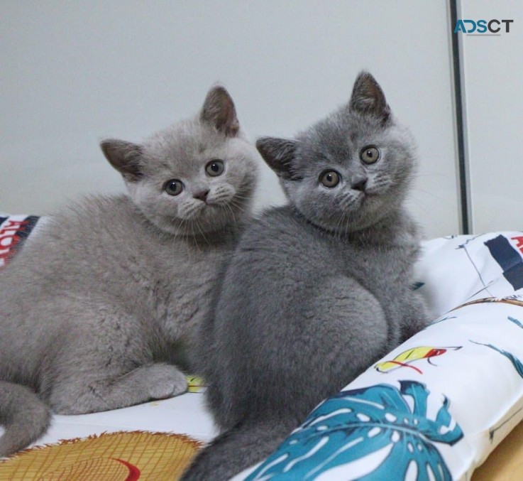 British shorthair kittens