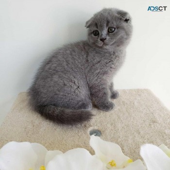 Scottish fold kittens for sale 