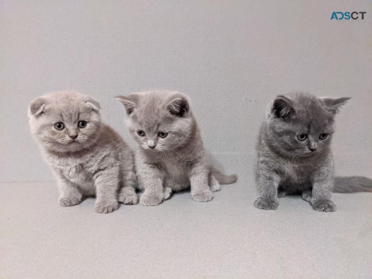 Scottish fold kittens