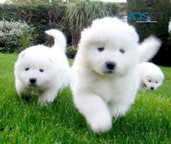 Adorable Samoyed puppies Ready Now to le