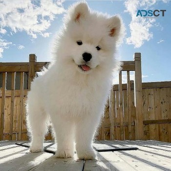 Adorable Samoyed puppies Ready Now to le