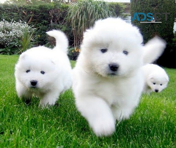 Adorable Samoyed puppies Ready Now to le