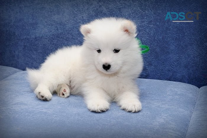 Adorable Samoyed puppies Ready Now to le