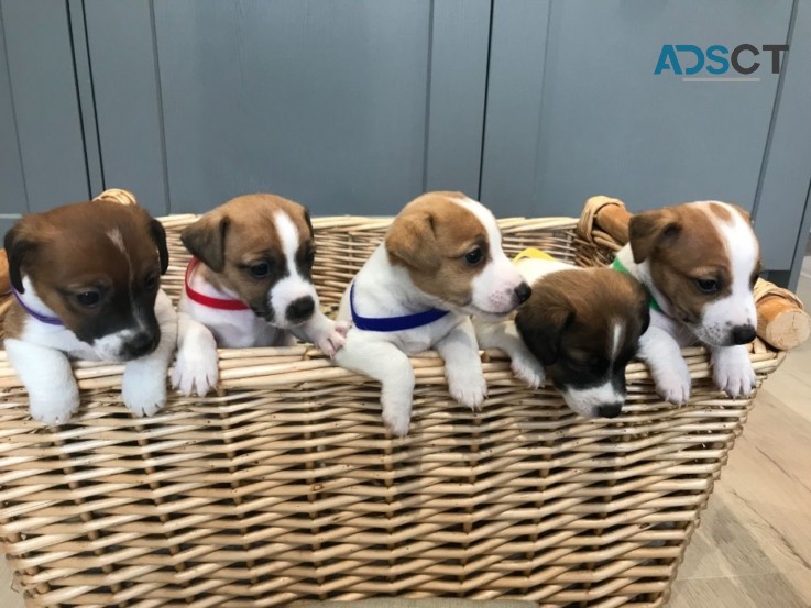 Gorgeous Jack Russel Puppies