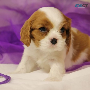 Cavalier King puppies For SaIe