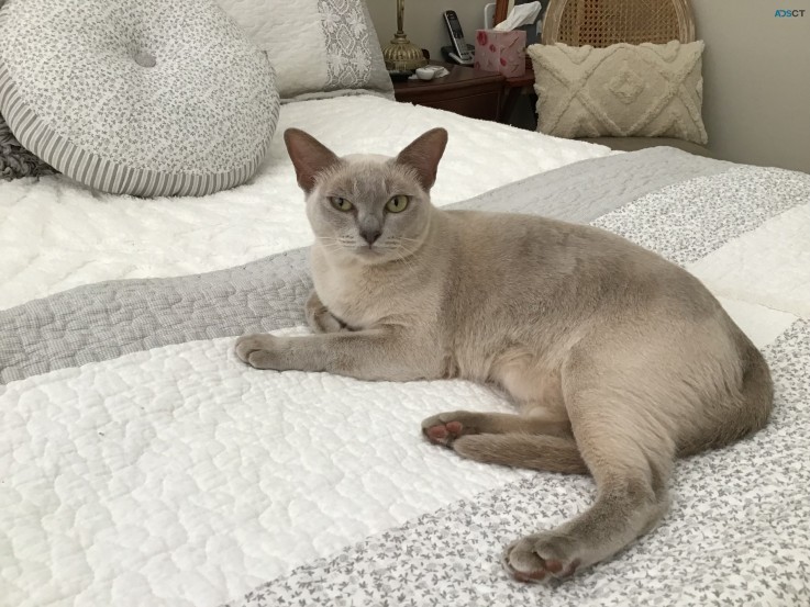 Burmese Cat