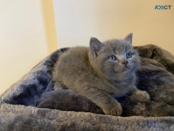 British Shorthair kittens