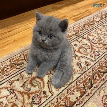 British Shorthair