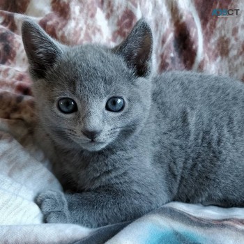 Russian blue