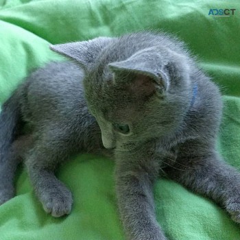 Russian blue