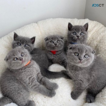 Scottish fold kittens 