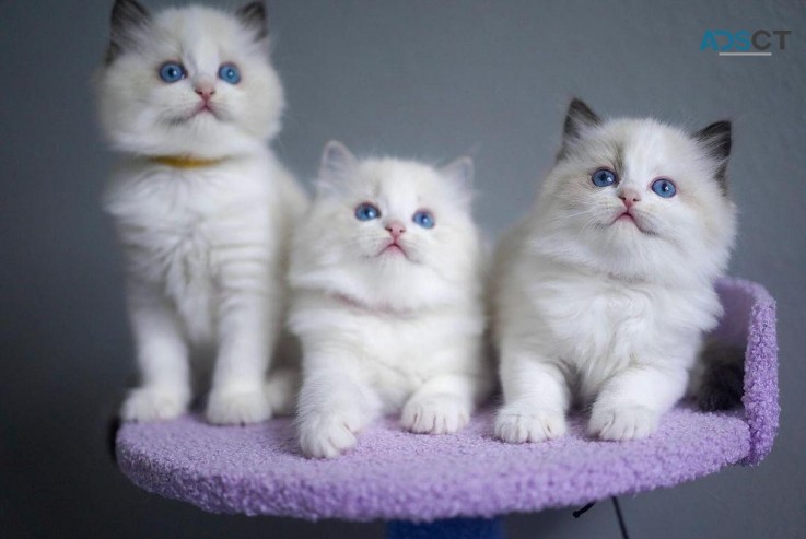 Ragdolls kittens available for sale 