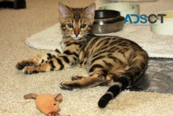 Bengal kittens - Brown , Snow and SIlver