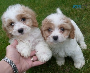  Covachon puppies for sale 