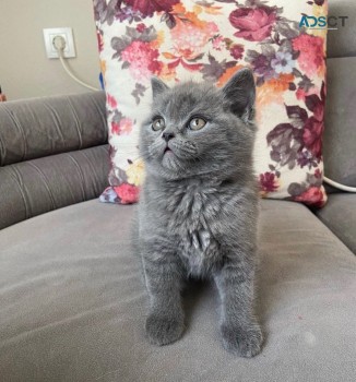 British Shorthair Kittens for sale