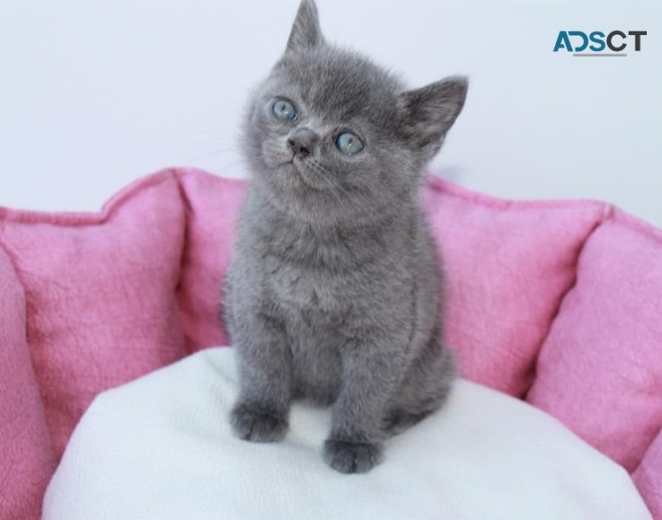 British Shorthair Kittens for sale