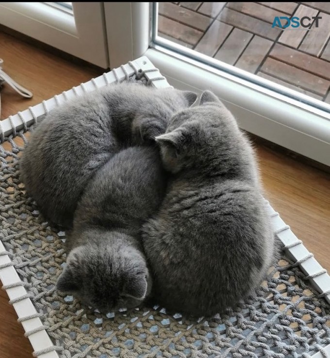 British Shorthair Kittens