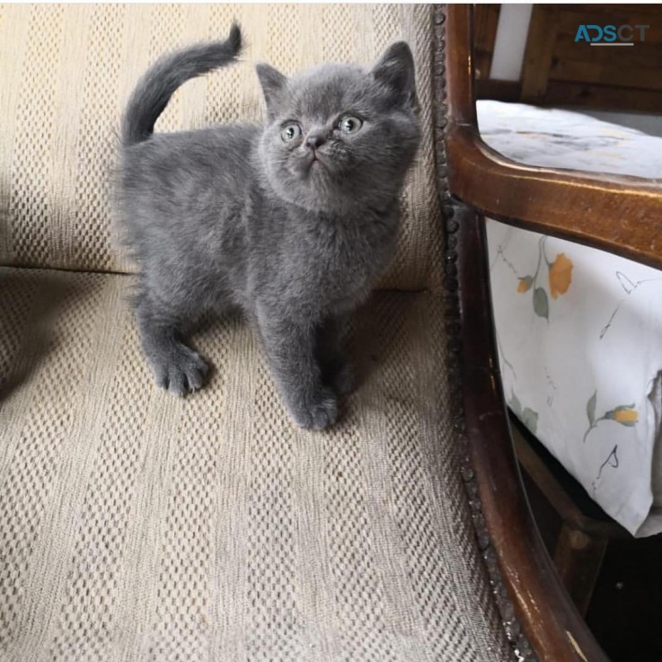 British Shorthair kittens