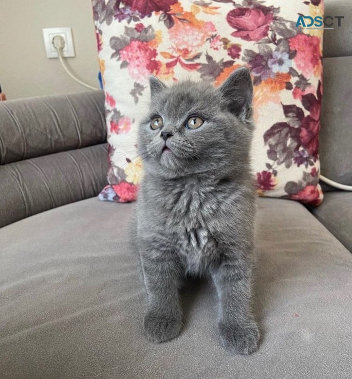 British Shorthair kittens