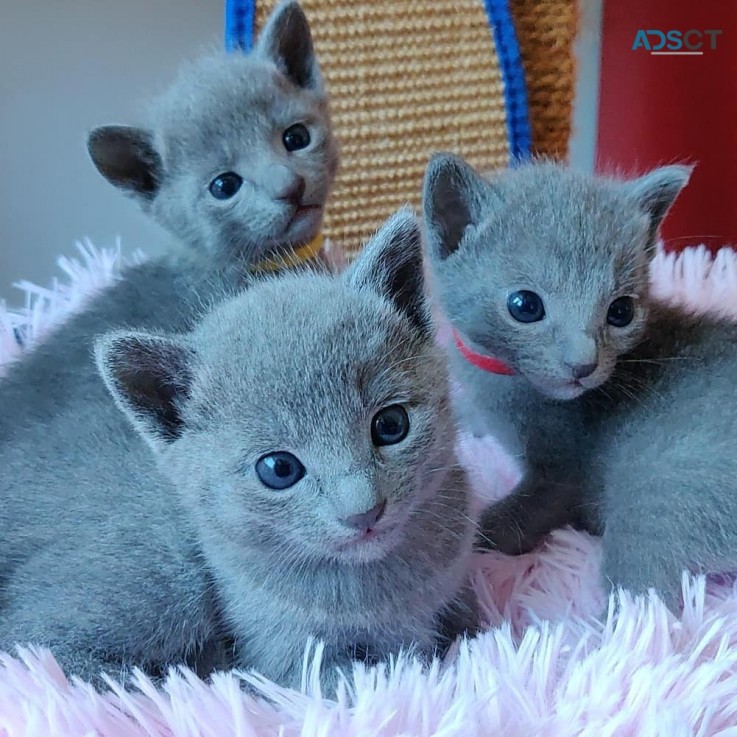 Russian blue kittens for sale