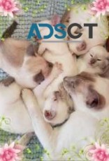 Siamese Kittens For Sale