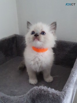 Ragdolls Kittens for sale