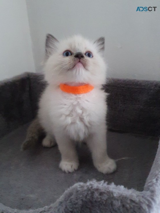 Ragdolls Kittens for sale