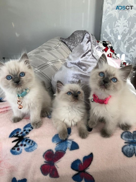 Ragdolls Kittens 