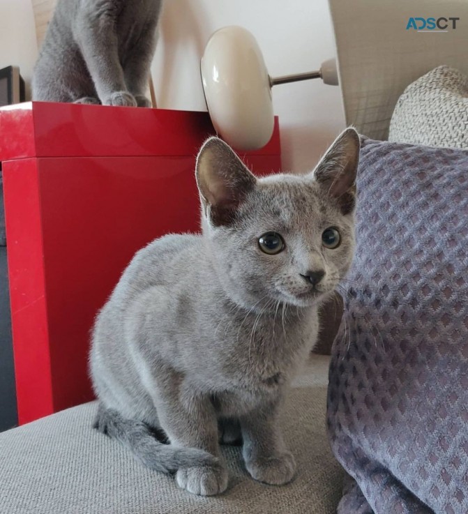 Russia blue Kittens