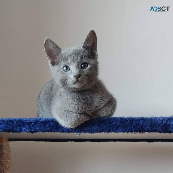 Russia blue Kittens