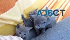 Russian Blue kittens for adoption