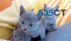 Russian Blue kittens for adoption