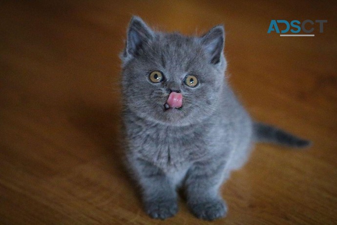 British Shorthair kittens 