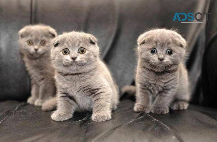 Beautiful Scottish Fold kittens ready